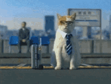 experto en google ads colombia gif